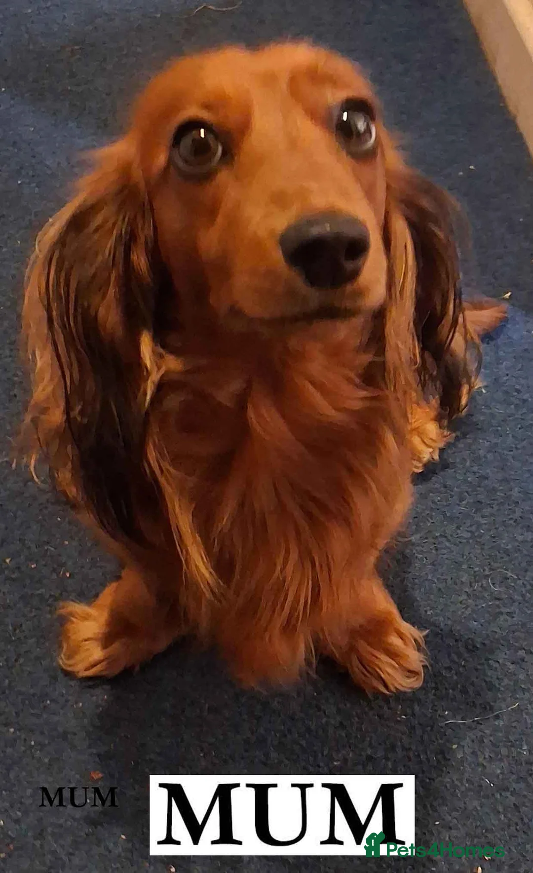 Dachshund dogs for sale: LITTLE DŔEAMERS. - Advert 1