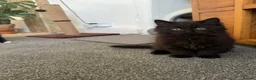 Mixed Breed cats for sale: Kittens for good homes - Advert 17