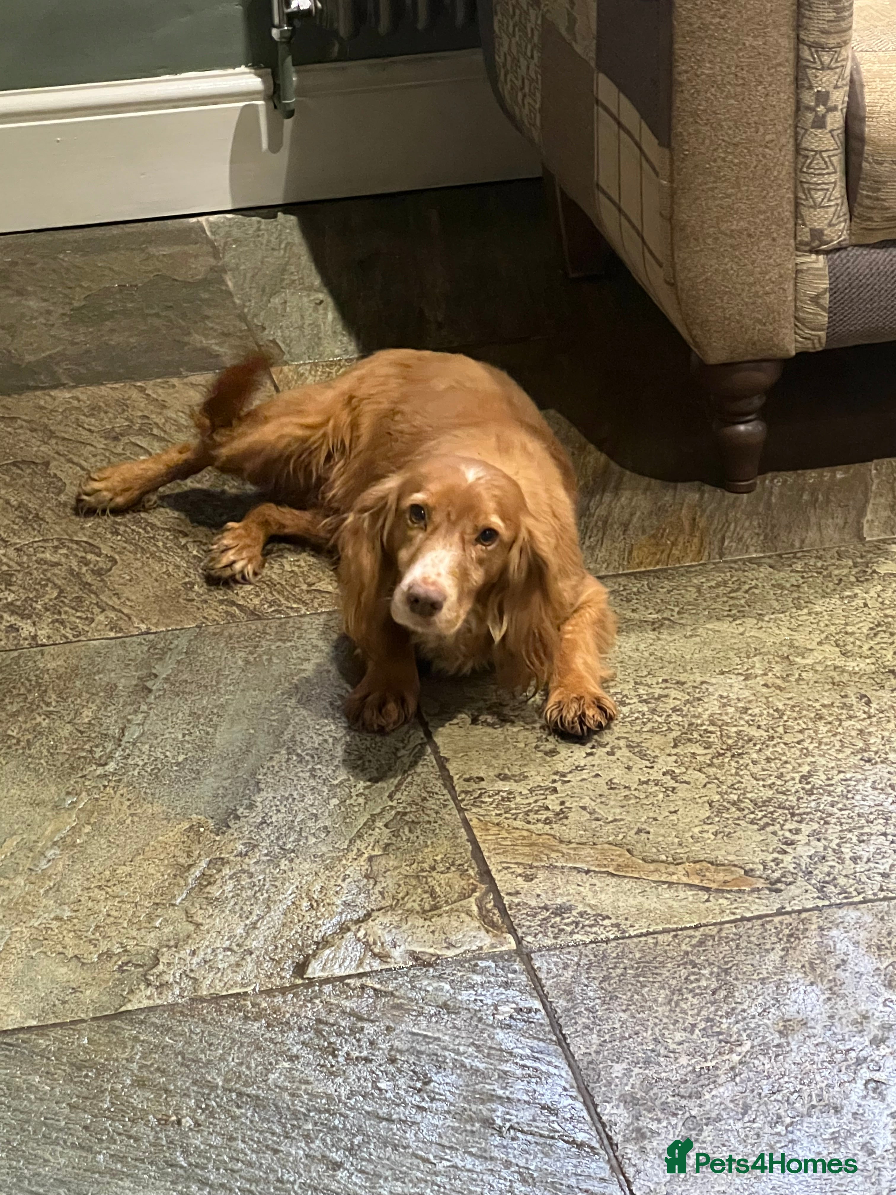 Cocker Spaniel dogs Female cocker spaniel  - Advert 13