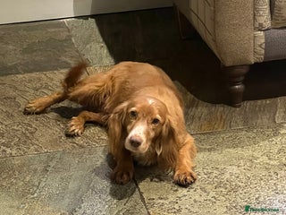 Cocker Spaniel dogs Female cocker spaniel - Advert 2