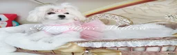 Maltese dogs for sale: Tiny KC Reg. Korean Show line puppies!  - Advert 13