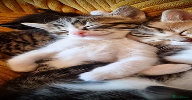 Ragdoll cats - Advert 1