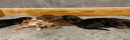 Miniature Dachshund dogs for sale: 5 Beautiful PURE Miniature Dachshund puppies - Advert 2