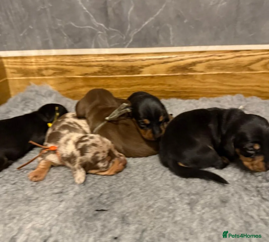 Miniature Dachshund dogs for sale: 5 Beautiful PURE Miniature Dachshund puppies - Advert 2