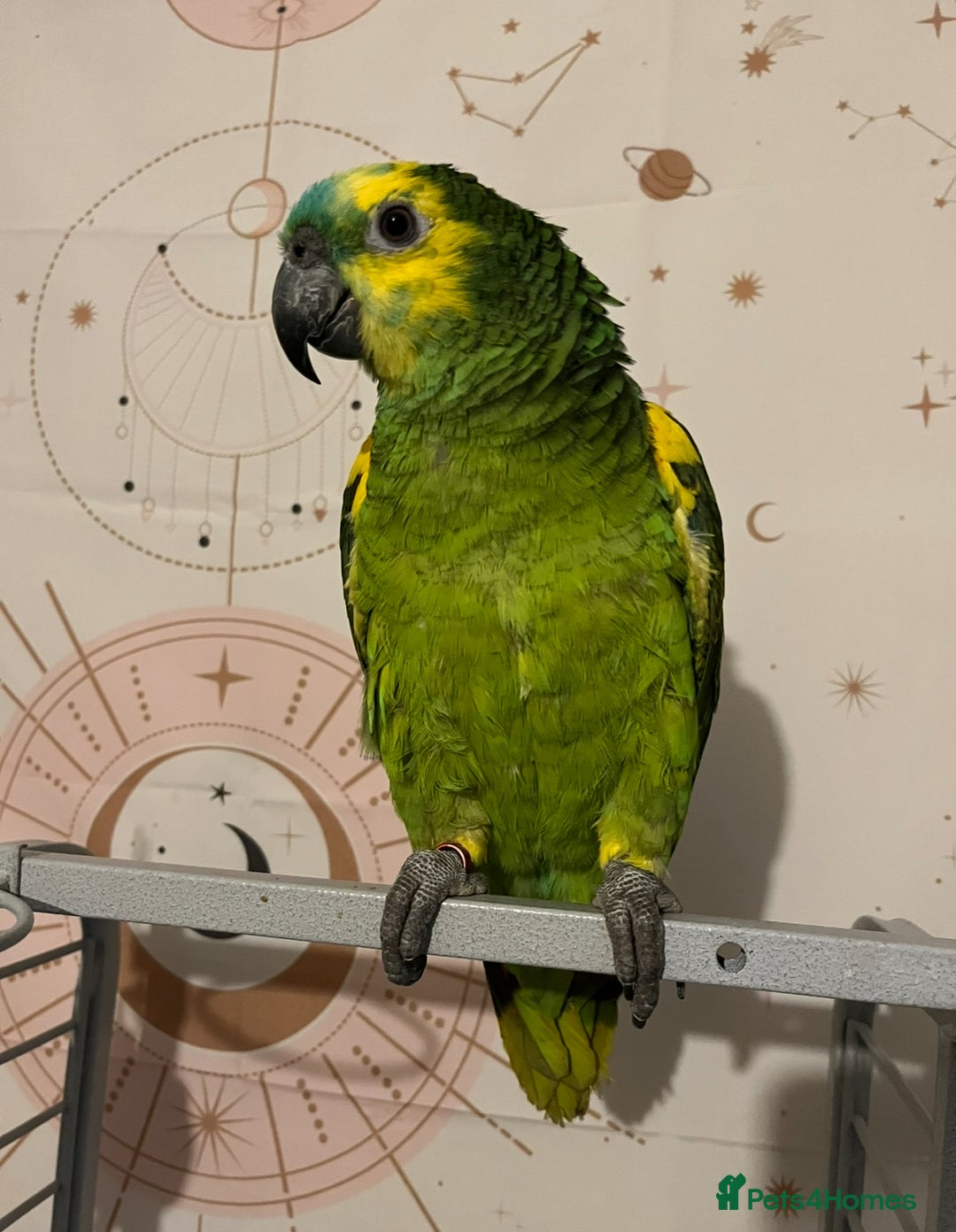 Parrots birds for sale: Baby Blue Fronted Amazon  - Image 2