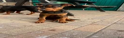 Chinese Red Dog dogs for sale: Chinese red dog puppies  - Advert 11