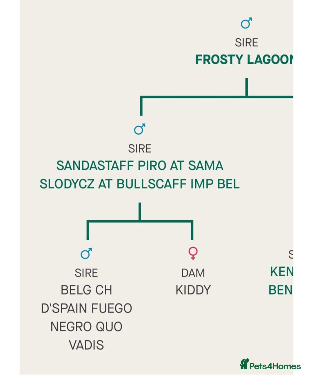 Staffordshire Bull Terrier dogs for sale: Blue staffordshire bull terrier - Advert 10