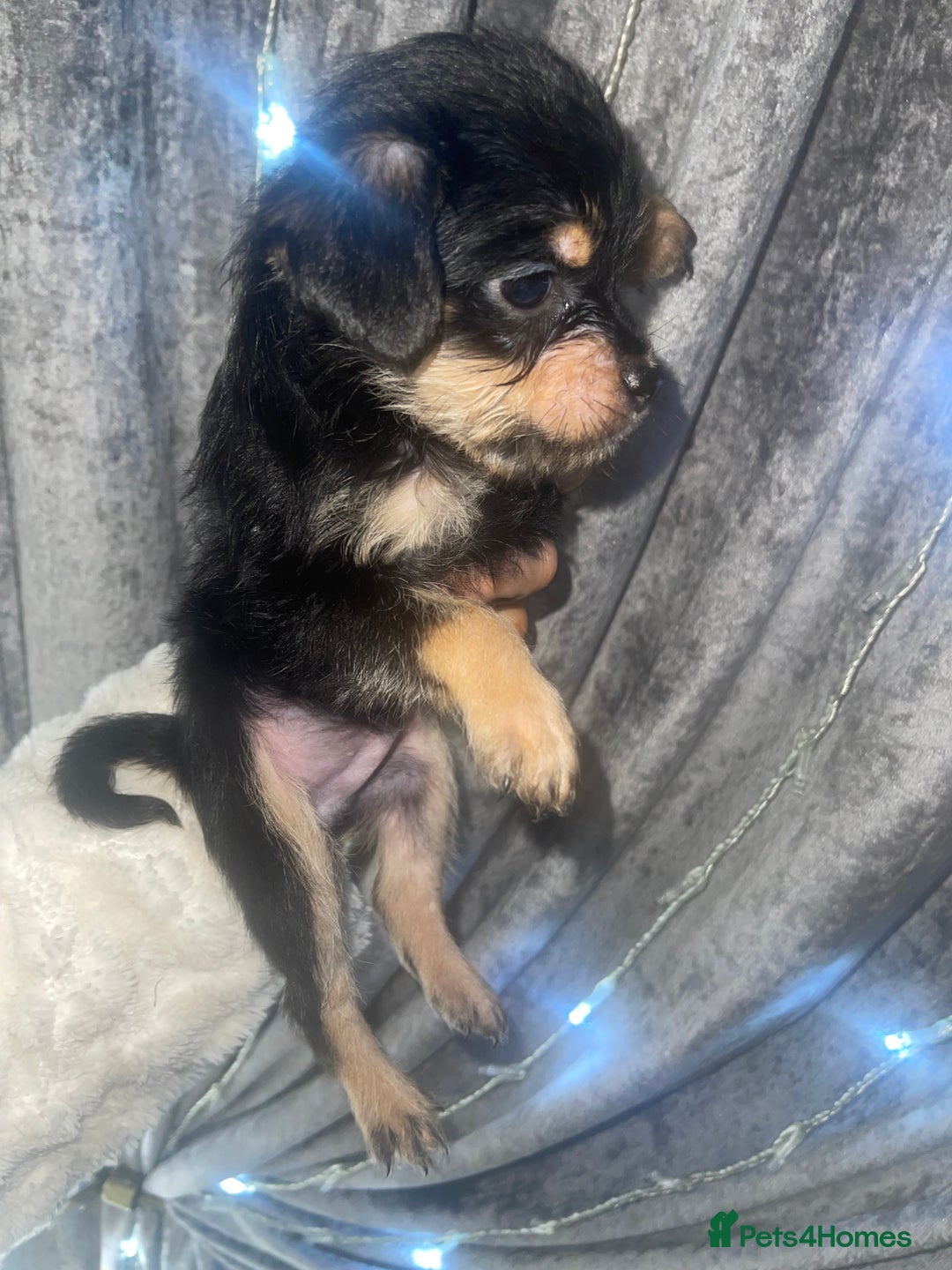 Mixed Breed dogs for sale: Jackapoo/French bulldog  - Advert 5