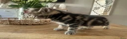 Persian cats for sale: Stunning Persian Cross Kittens  in Huddersfield - Advert 9