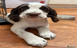 Cocker Spaniel dogs for sale: Extensively Health Tested KC Registered Puppy - Image 11