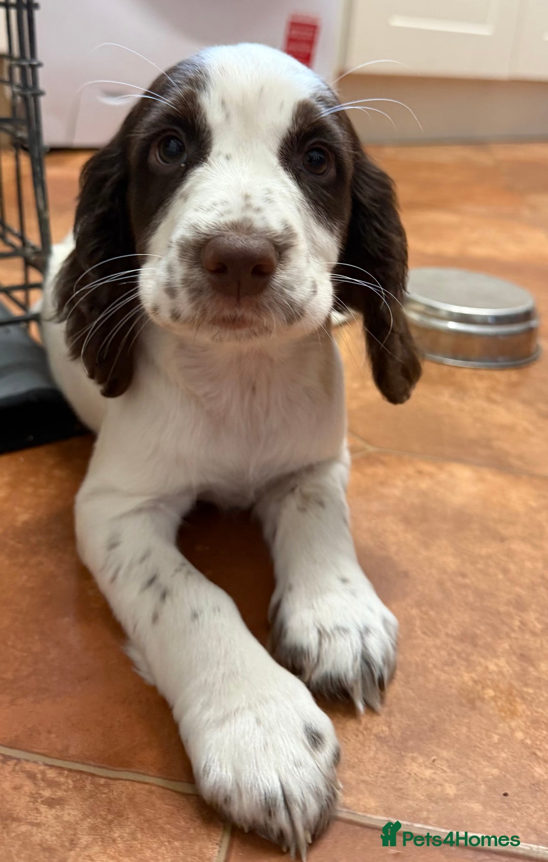 Cocker Spaniel dogs for sale: Extensively Health Tested KC Registered Puppy - Image 11