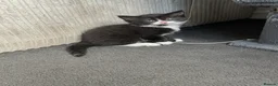 Mixed Breed cats for sale: Kittens for sale  - Advert 8