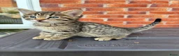 Bengal cats for sale: LAST FEMALE KITTEN READY NOW - Advert 4