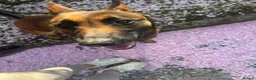 Belgian Shepherd Dog dogs for sale: Beautiful Athena in Oldham - Advert 3