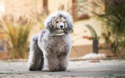 Miniature Poodle dogs for stud: ✨SILVER MINIATURE POODLE STUD✨ - Image 5