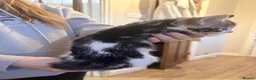 Mixed Breed cats for sale: Cute fluffy kittens  - Advert 7