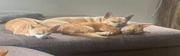 Chihuahua dogs for sale: ‘Moley’ looking for his new home in Tunbridge Wells - Advert 5