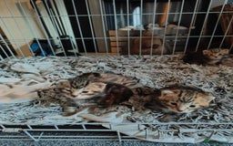 Savannah cats for sale: Savannah x Maine coon - Image 10
