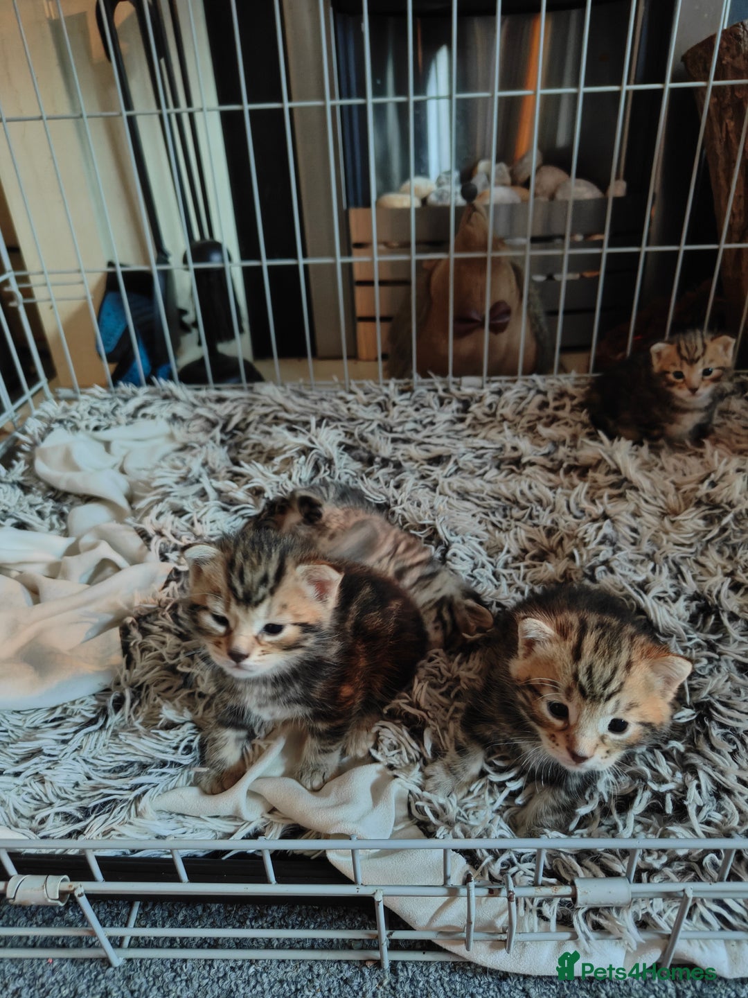 Savannah cats for sale: Savannah x Maine coon - Image 10