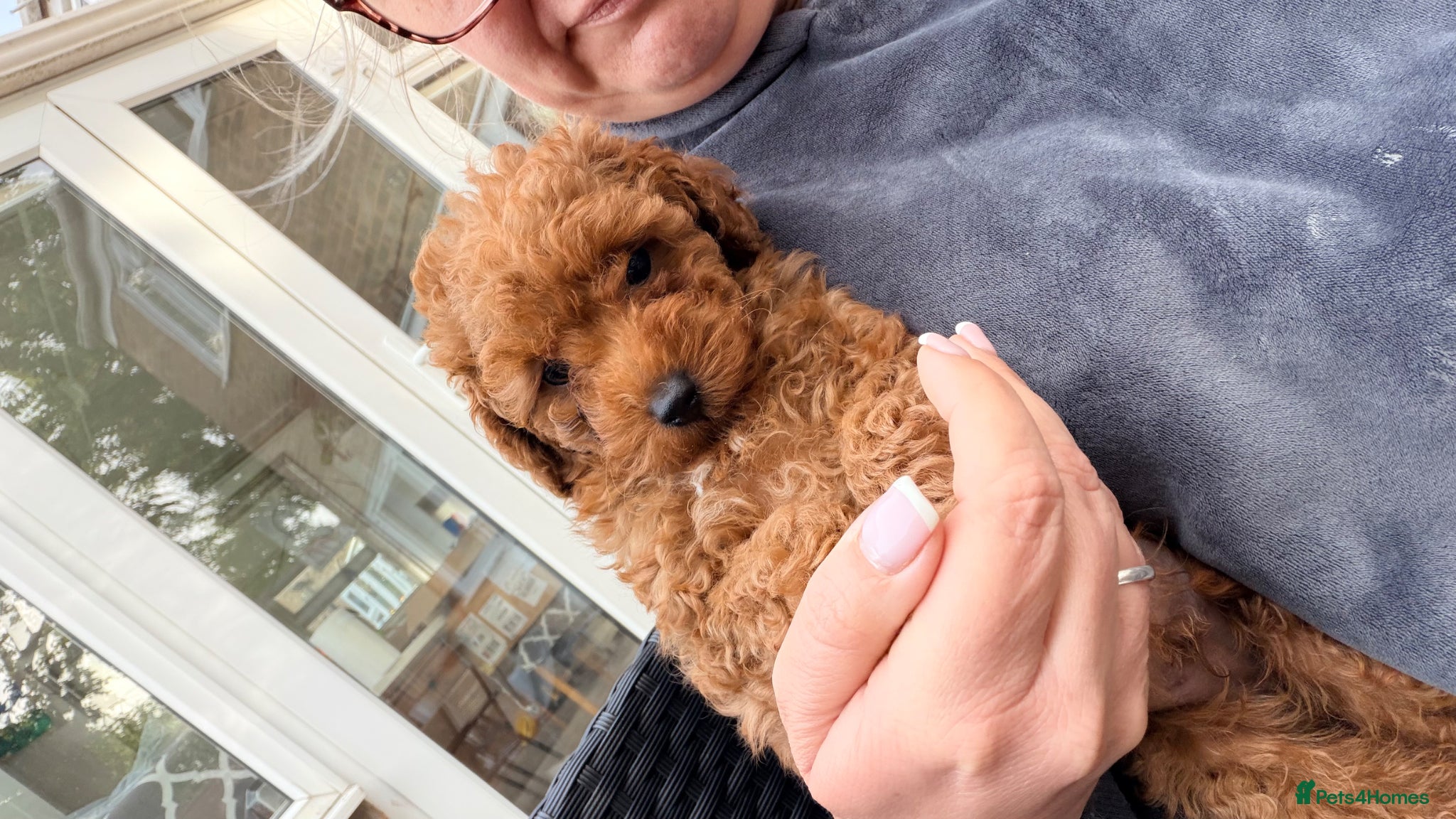 Toy Poodle dogs Asian Toy Poodle  - Advert 5
