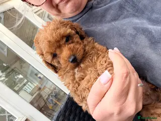 Toy Poodle dogs Asian Toy Poodle - Advert 5
