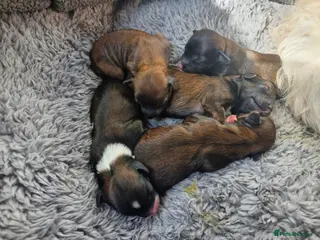 Chinese Crested dogs Powder puff puppies available - Advert 1