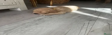 Cockapoo Puppy 3