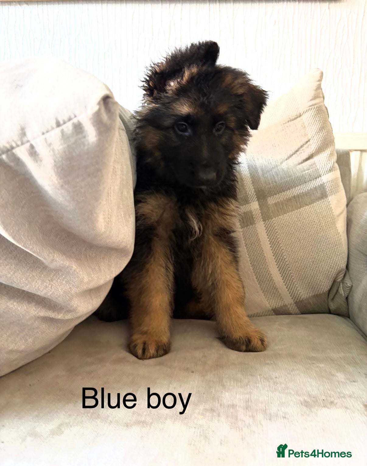 German Shepherd dogs  KC REGISTERED LONG-COAT GERMAN SHEPHERDS  - Advert 1