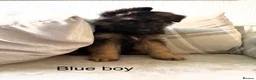 German Shepherd dogs for sale:  KC REGISTERED LONG-COAT GERMAN SHEPHERDS  - Advert 4