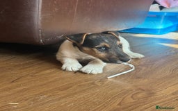Mixed Breed dogs for sale: Rough coated Jack Russell  - Image 3
