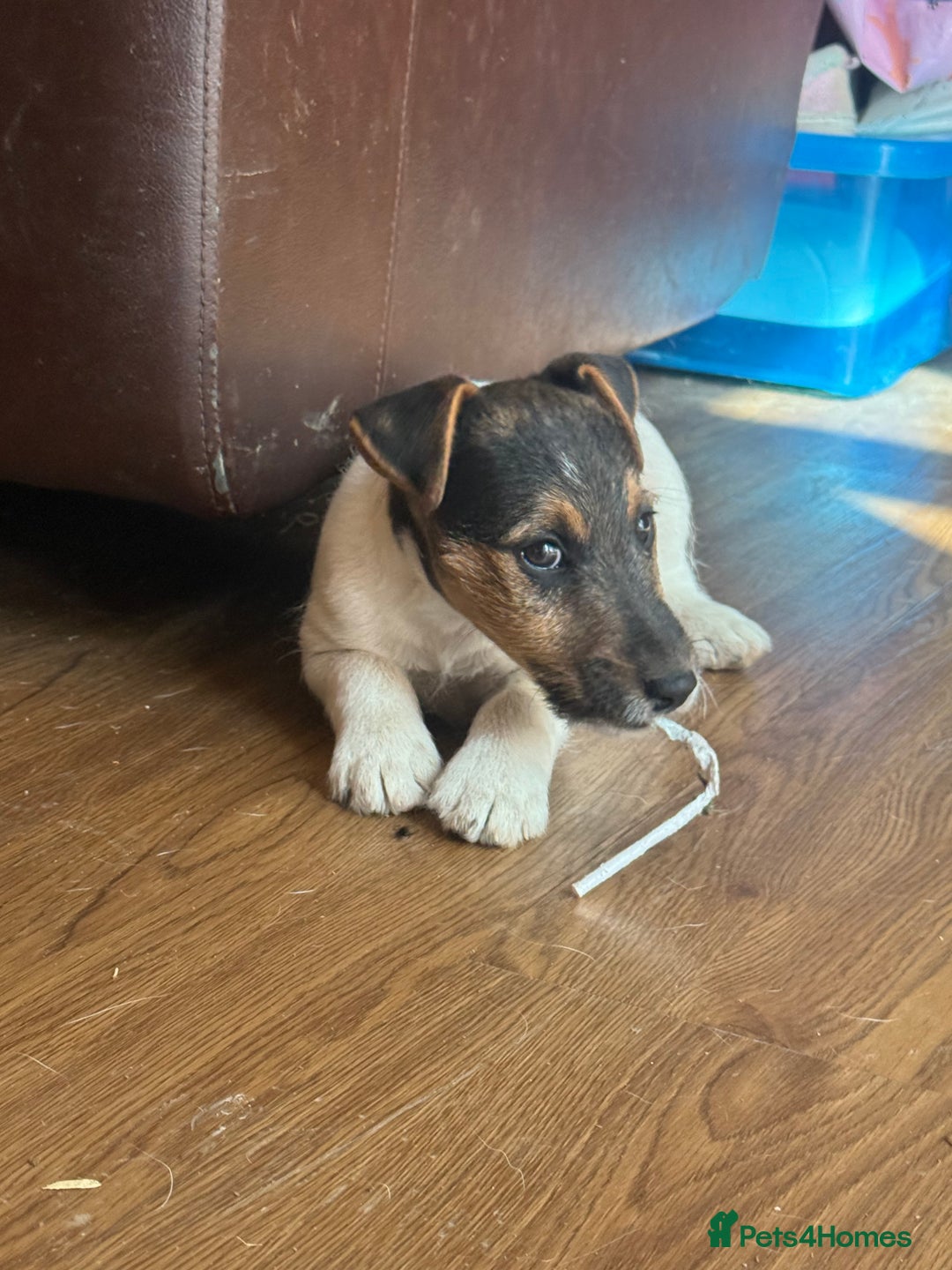 Mixed Breed dogs for sale: Rough coated Jack Russell  - Image 3