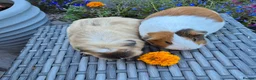 Guinea Pig rodents for sale: Beautiful Guine Pig Sows - Advert 6