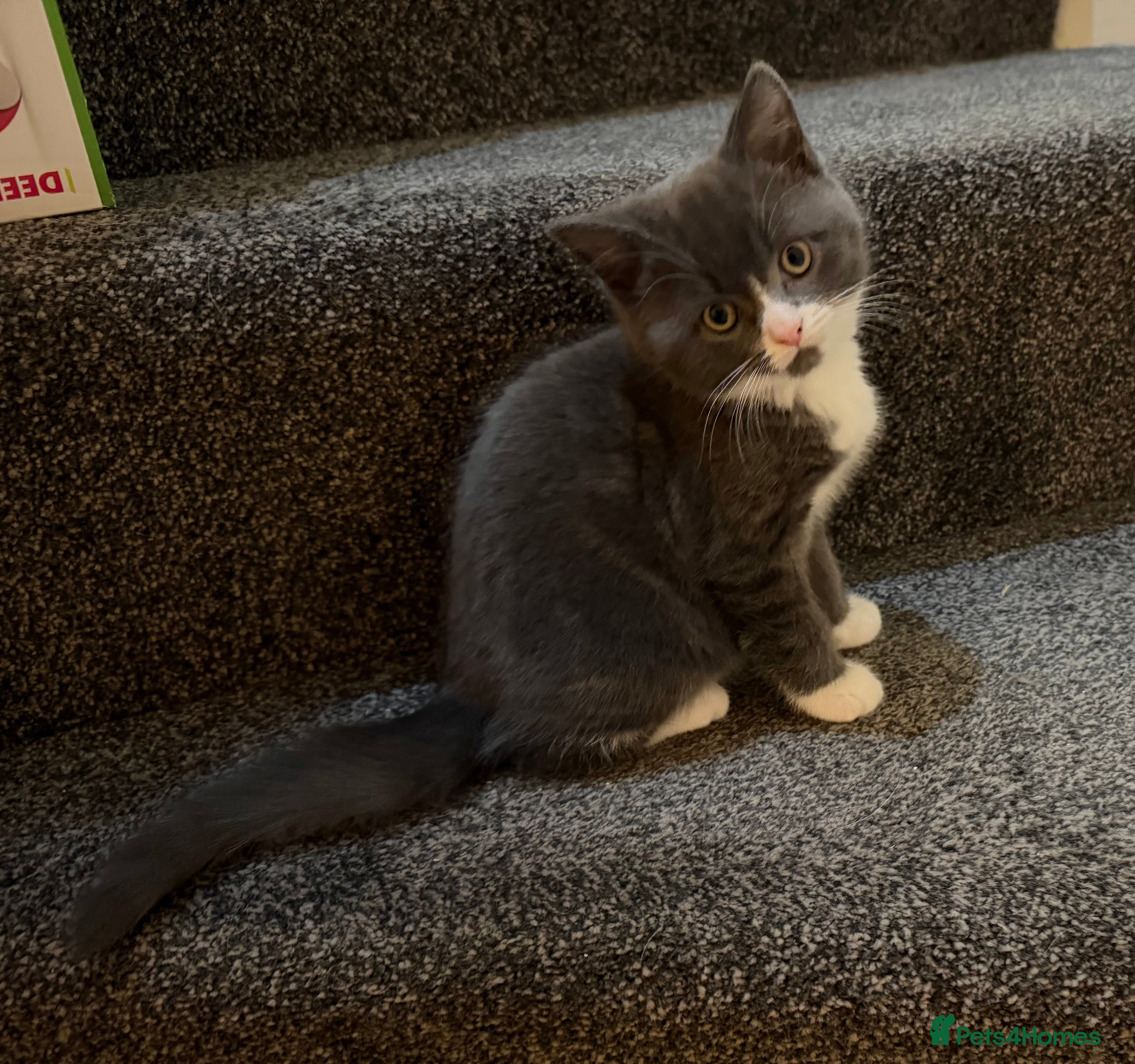 British Shorthair cats Two beautiful bi colour girls ready to leave  NOW  - Advert 3