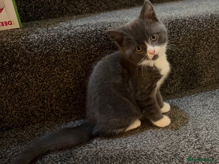 British Shorthair cats Two beautiful bi colour girls ready to leave NOW - Advert 3
