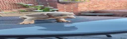 Dachshund dogs for sale: Minature Dashmund - Advert 10