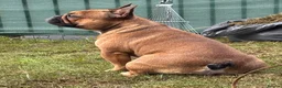 French Bulldog dogs for stud: Stud … Teddy …Rukaroobulls Cadeau du Ciel - Advert 5