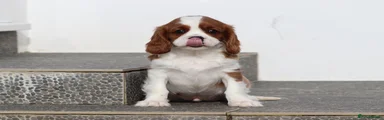 Cavalier King Charles Spaniel Puppy 1
