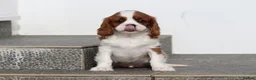 Cavalier King Charles Spaniel dogs for sale: Cavalier King Charles Spaniel puppy  - Advert 25