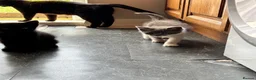 European cats for sale: Kittens  - Advert 7