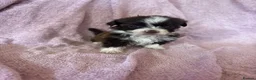 Havanese dogs for sale: Gorgeous litter of Havanese puppies. - Advert 33