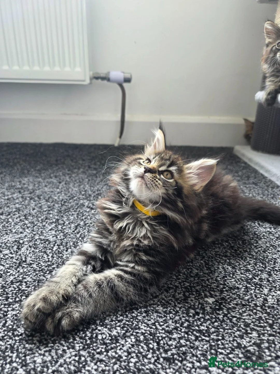 Maine Coon cats for sale: Maine coon pedigree kittens  - Advert 34