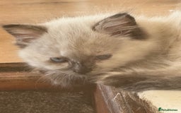 Ragdoll cats for sale: ADORABLE RAGDOLL KITTENS - READY NOW - Image 33