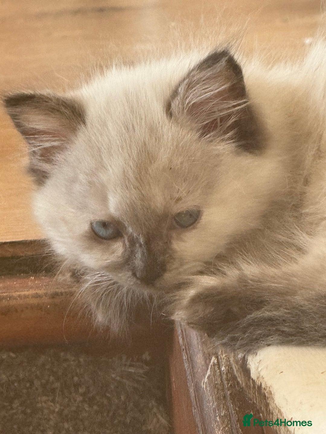 Ragdoll cats for sale: ADORABLE RAGDOLL KITTENS - READY NOW - Image 33