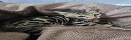 Mixed Breed cats for sale: Beautiful Bengal × British Shorthair Kittens - Advert 6