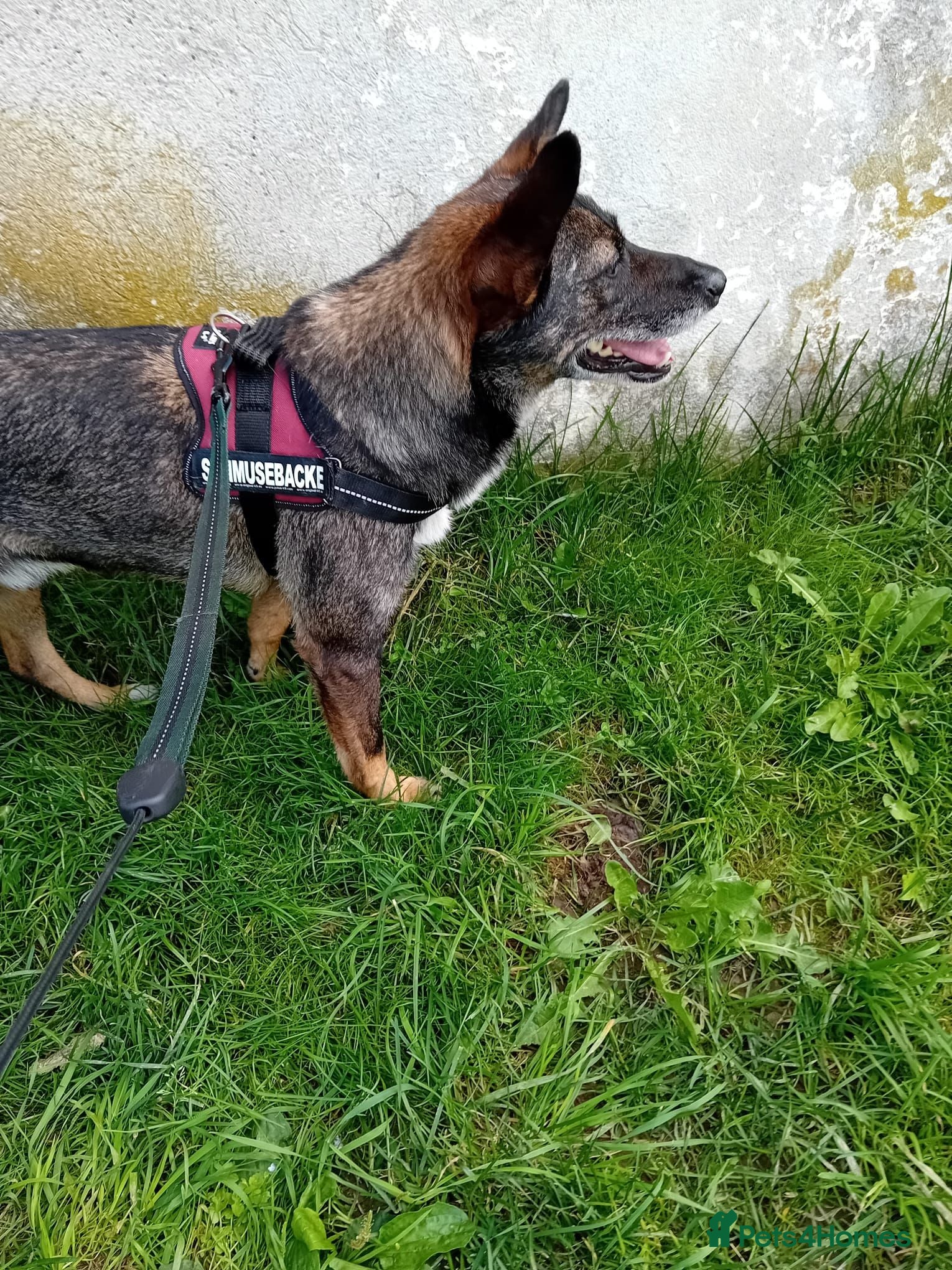 Mixed Breed dogs 🐾 SCOUT - The Dog Who Refused to Give Up ❤️ - Advert 2