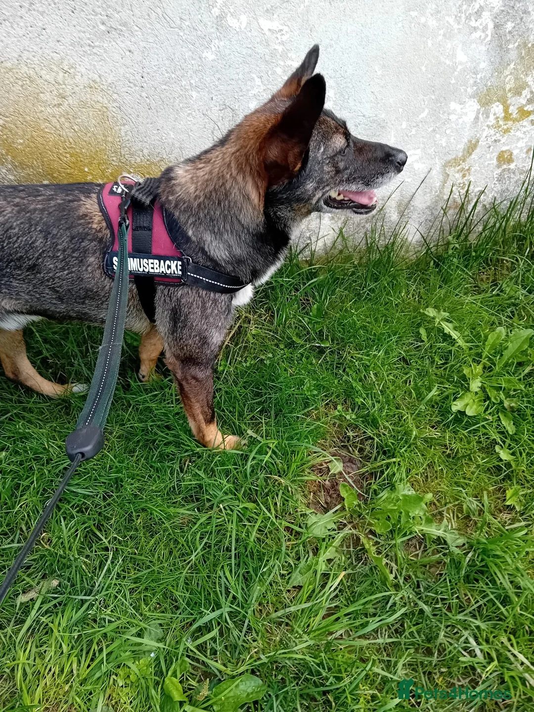 Mixed Breed dogs for adoption: 🐾 SCOUT - The Dog Who Refused to Give Up ❤️ - Advert 2