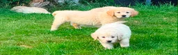 Golden Retriever dogs for sale: GOLDEN RETREIVER PUPPIES - Advert 15