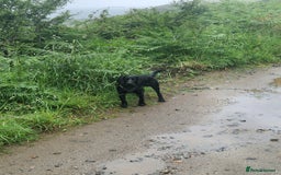 Cocker Spaniel dogs for sale: cocker spaniel  - Image 1