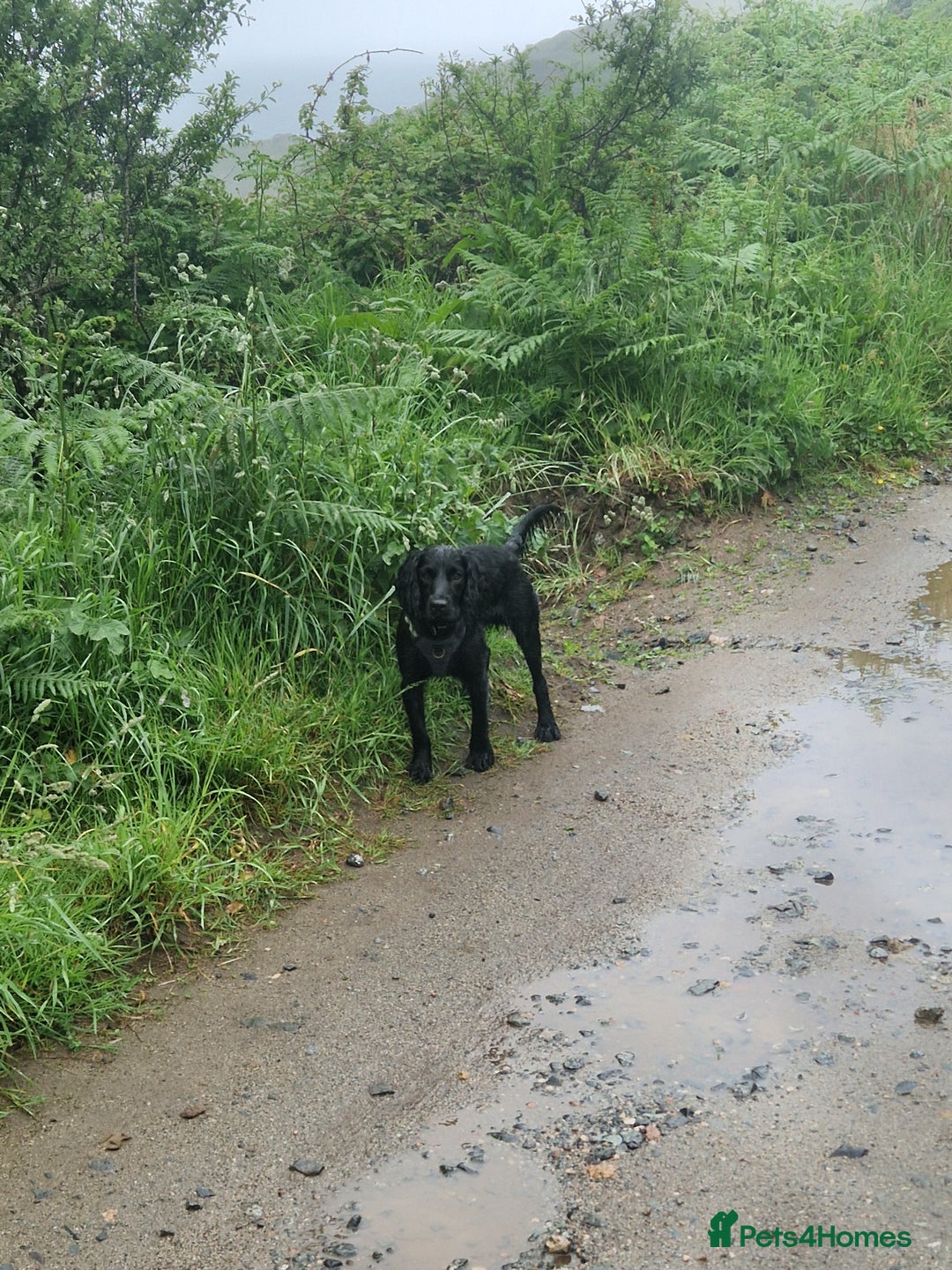 Cocker Spaniel dogs for sale: cocker spaniel  - Image 1
