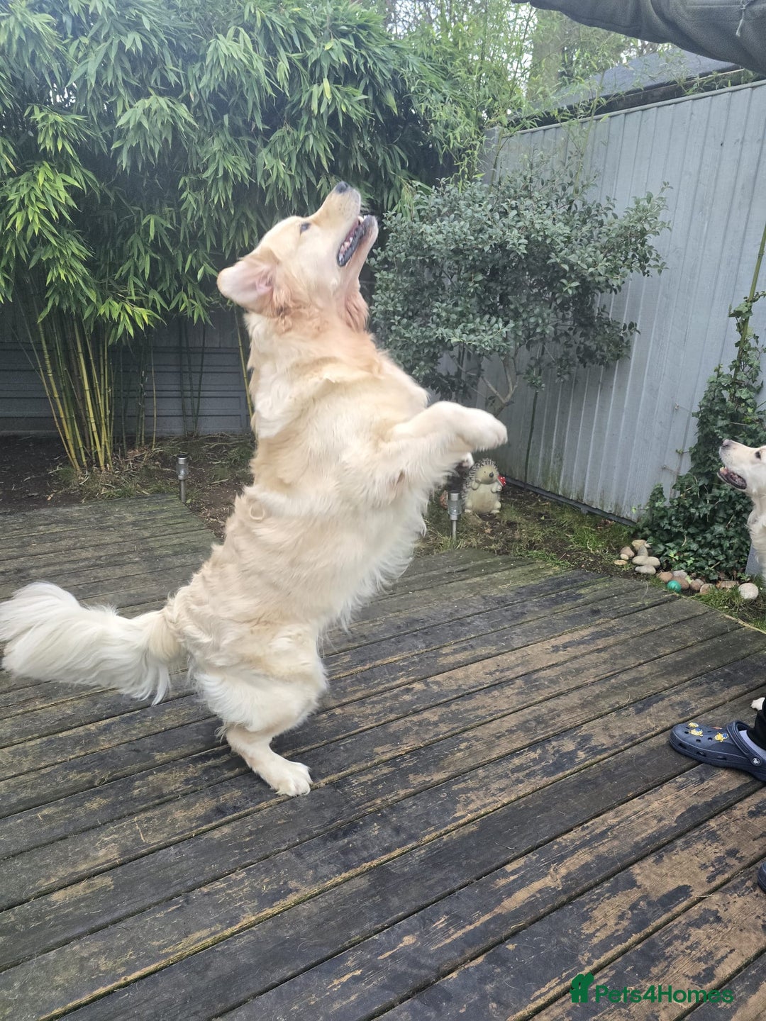 Golden Retriever dogs for stud: KC Golden Retriever for Stud in Harlow - Image 7